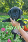 Davina - Photo 1