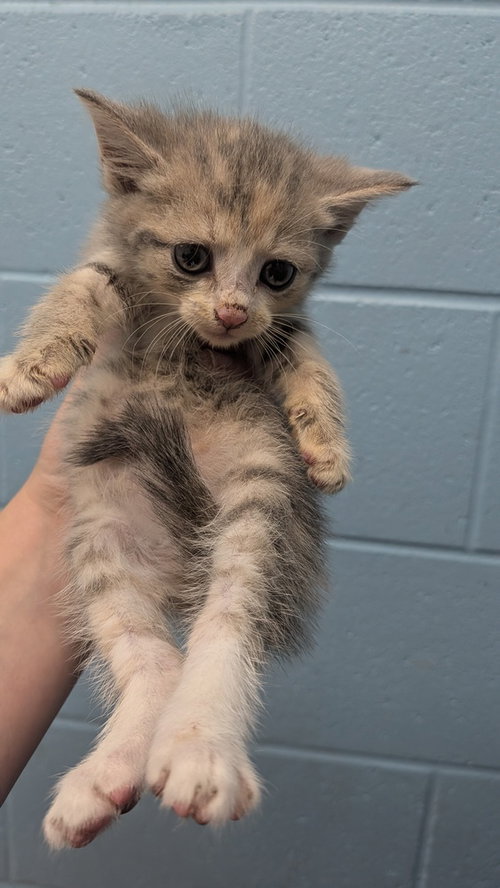 NEON - Domestic Short Hair available for adoption