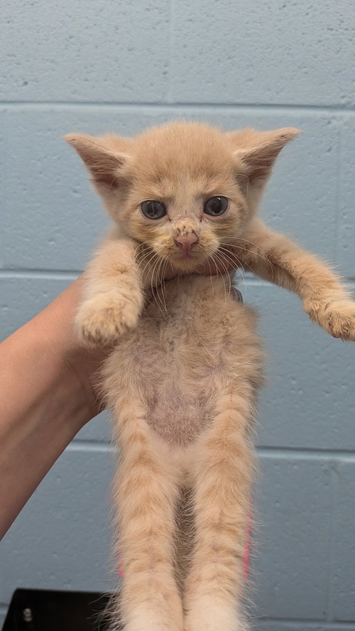 RADON - Domestic Short Hair available for adoption