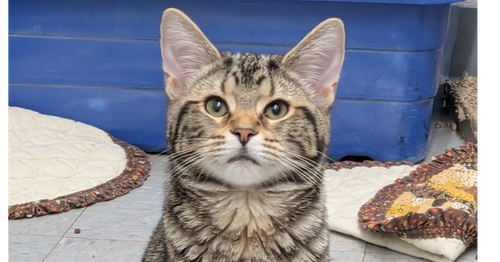 picture of the cat needing adoption
