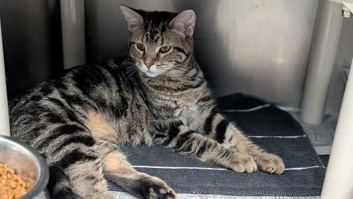 Adele, a cat for adoption from It Takes A Village No-Kill Rescue