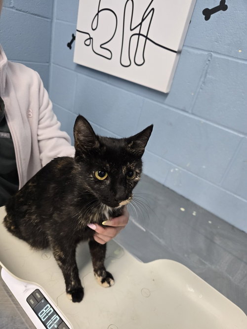Serenade, an adoptable Domestic Short Hair in Evansville, IN