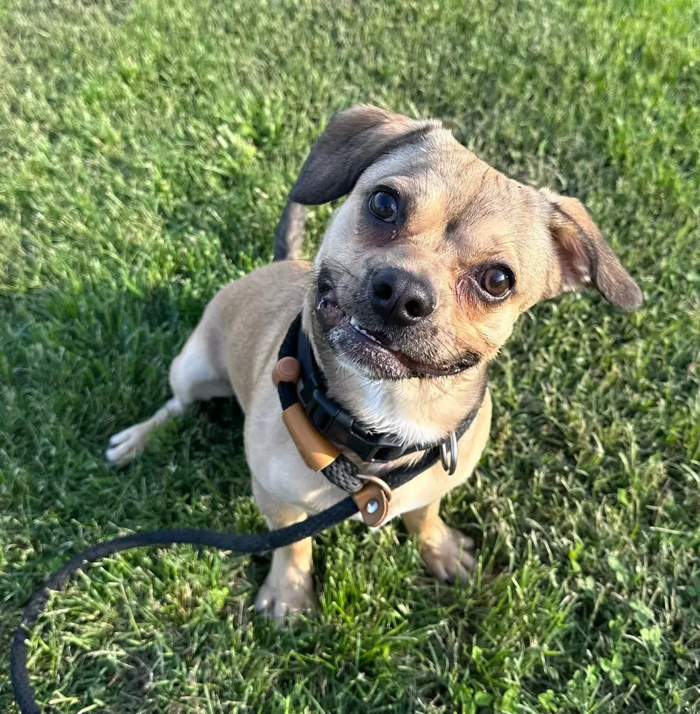 Oliver - Beagle