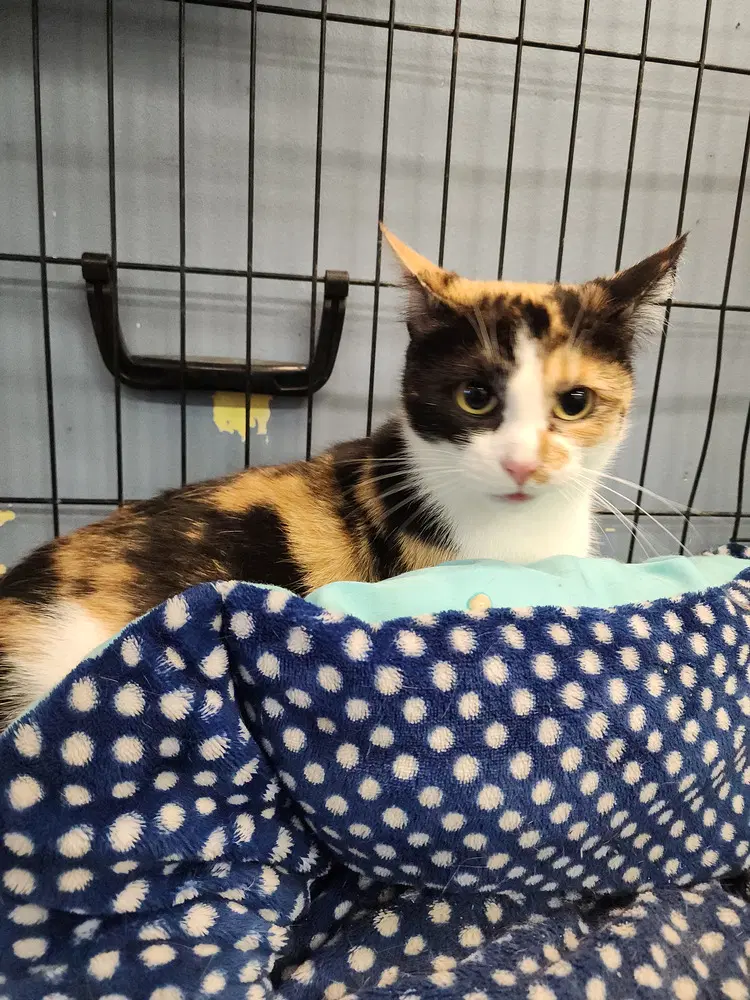 Verde - Domestic Short Hair