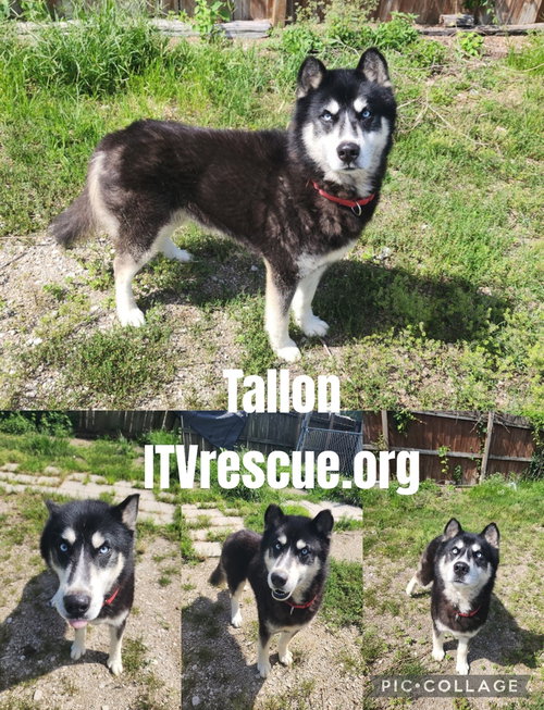 Tallon photo 2