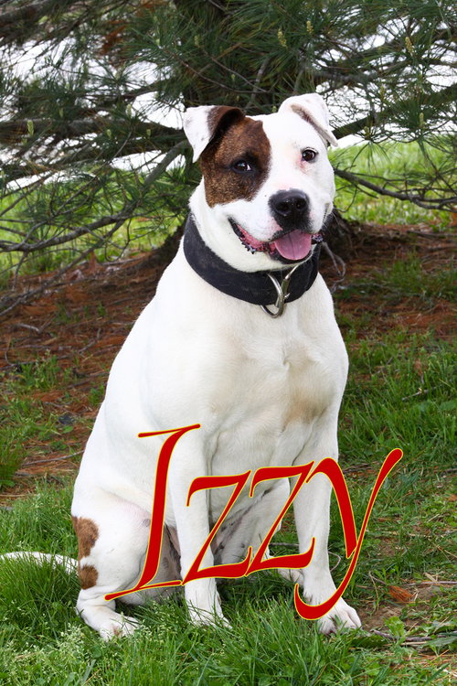 Izzy photo 4