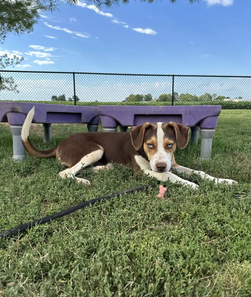 Blitz - Hound