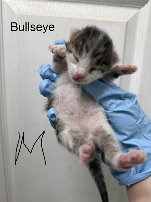 Bullseye photo 2