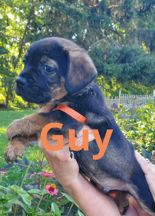 Guy