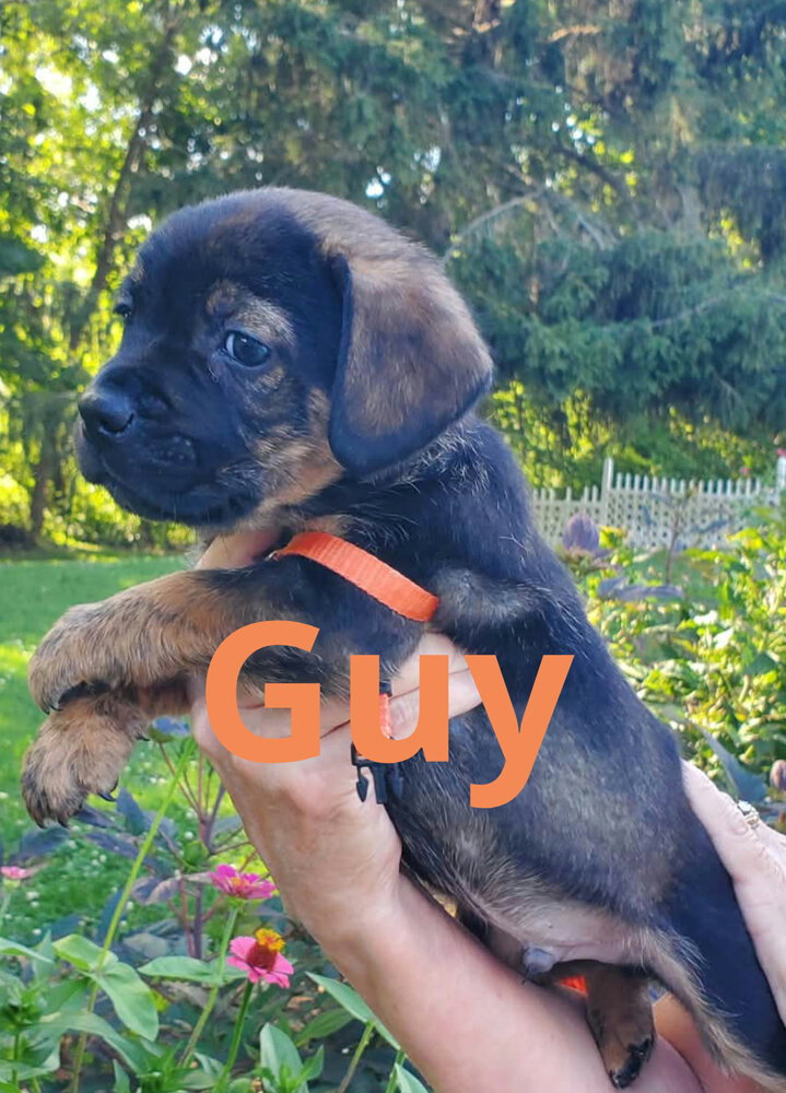 Guy