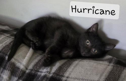 Hurricane