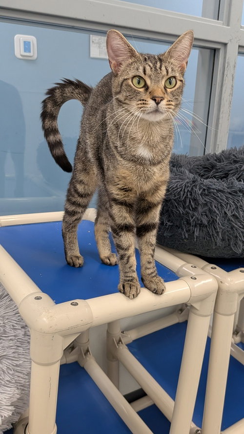 picture of the cat needing adoption
