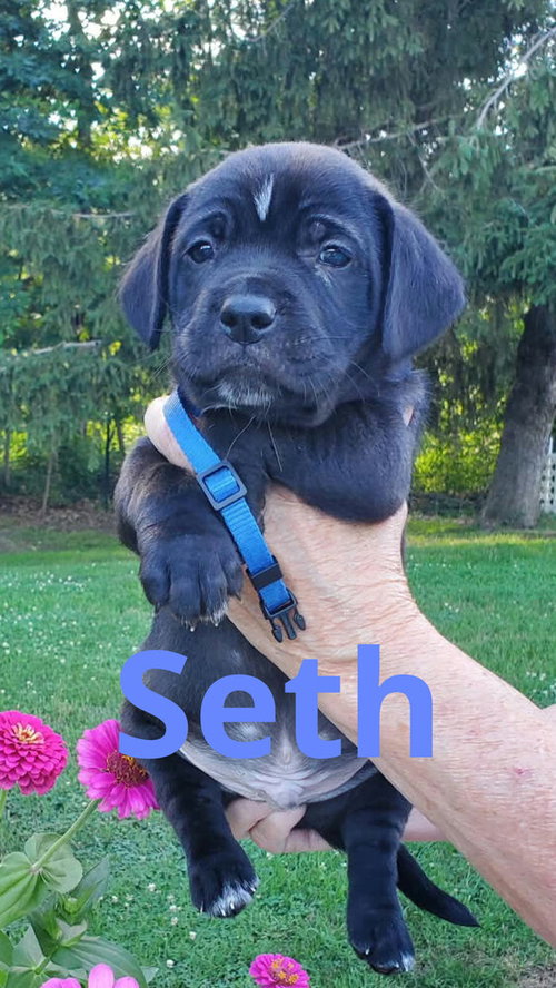 Seth
