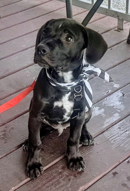 Seth, a dog for adoption from It Takes A Village No-Kill Rescue