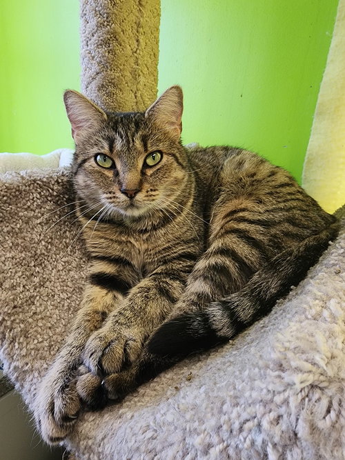 picture of the cat needing adoption