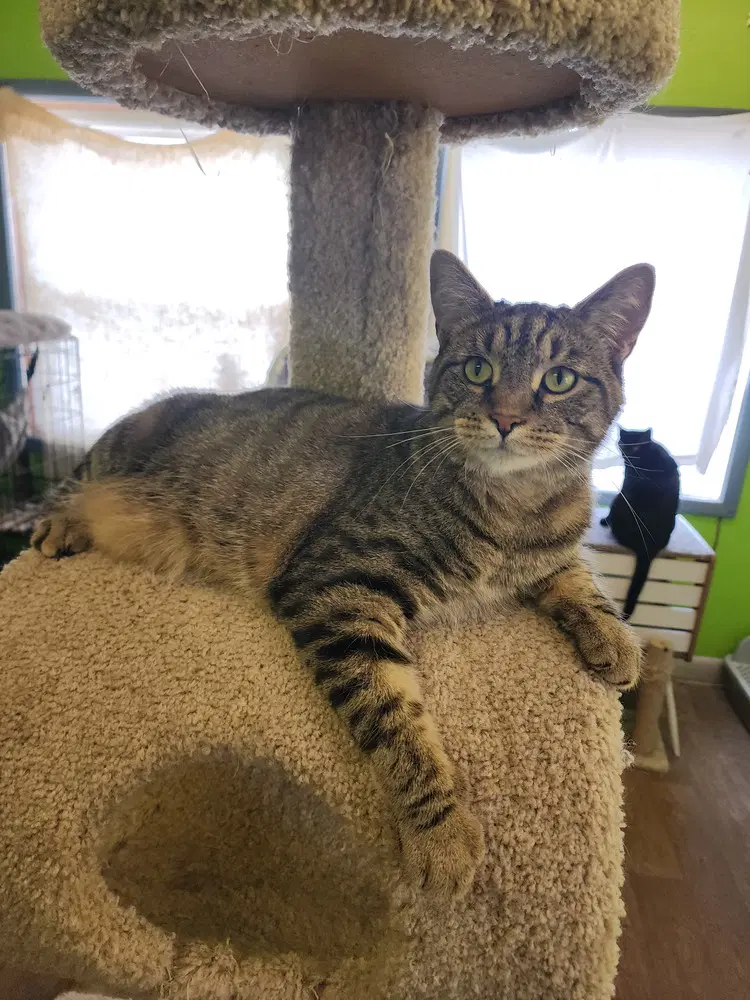 Dewalt - Domestic Short Hair