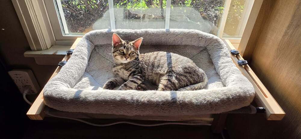 Swat - Domestic Short Hair