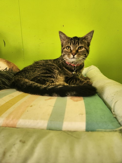 Swat, a cat for adoption from It Takes A Village No-Kill Rescue