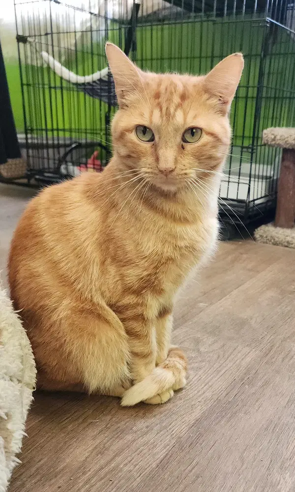 Castiel - Domestic Short Hair