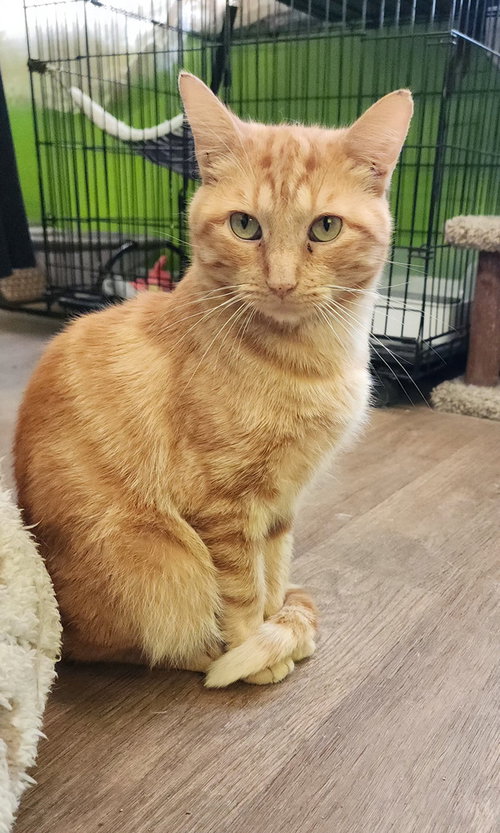 picture of the cat needing adoption