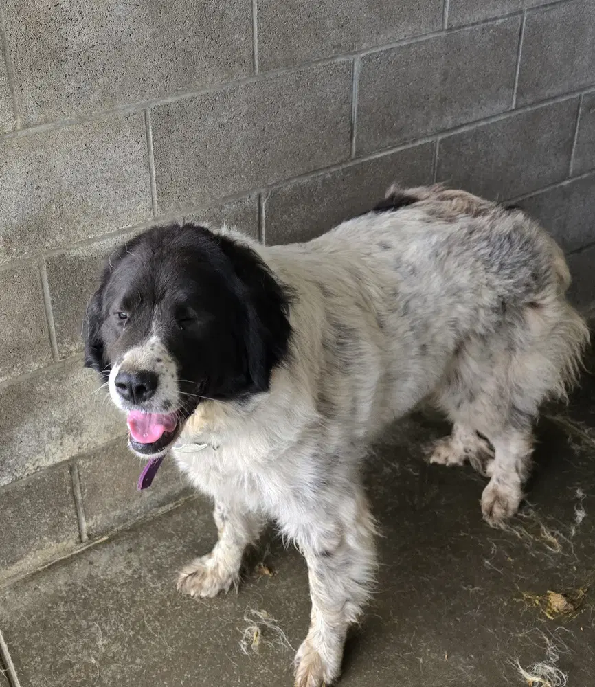 Shirley - Great Pyrenees