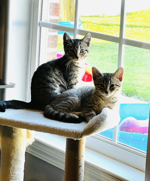 picture of the cat needing adoption