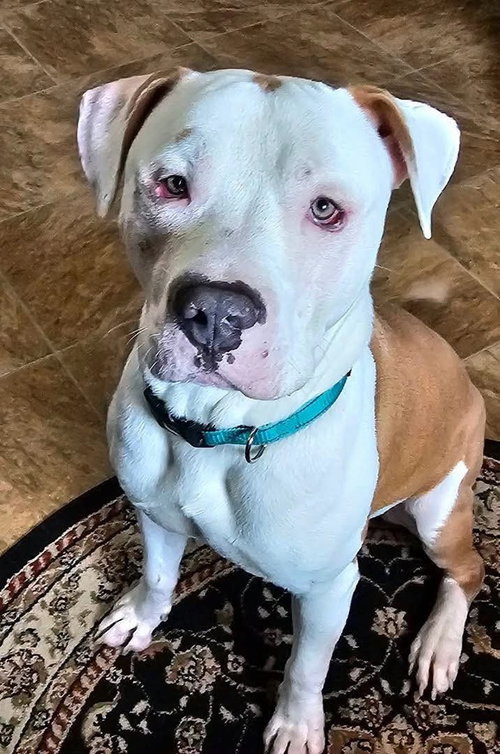 Simba, a dog for adoption from It Takes A Village No-Kill Rescue