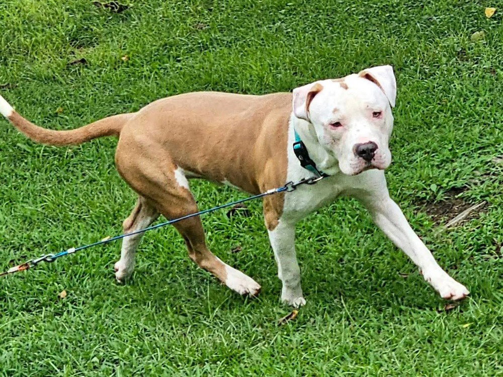 Simba, photo 3