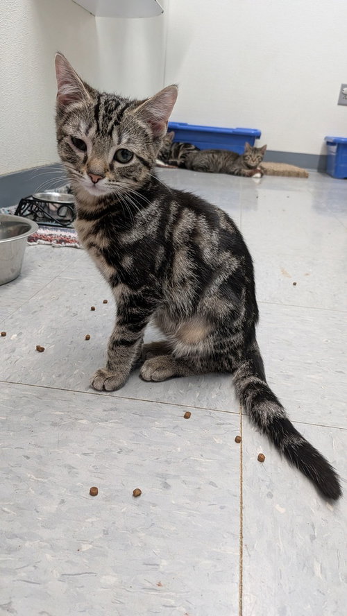 Feta, a cat for adoption from It Takes A Village No-Kill Rescue
