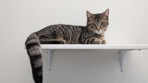 picture of the cat needing adoption