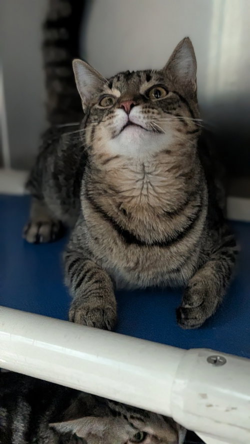 Gwyneth, a cat for adoption from It Takes A Village No-Kill Rescue