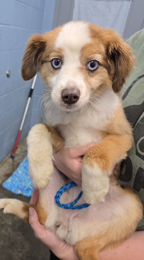 Skye
