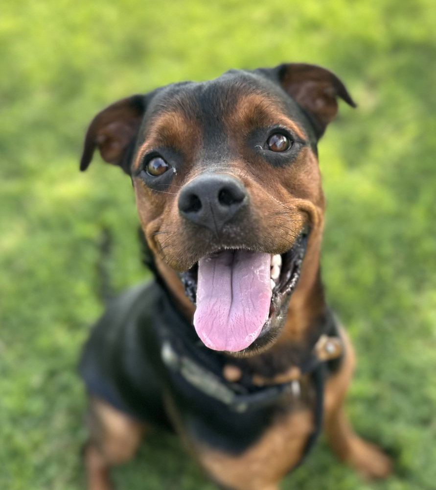 Halen