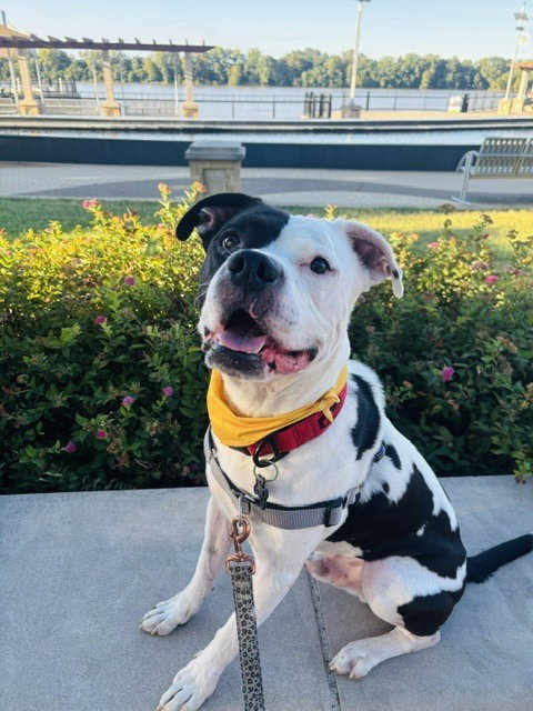 Max, a dog for adoption from It Takes A Village No-Kill Rescue