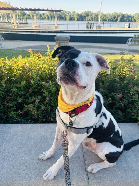 Max, photo 2