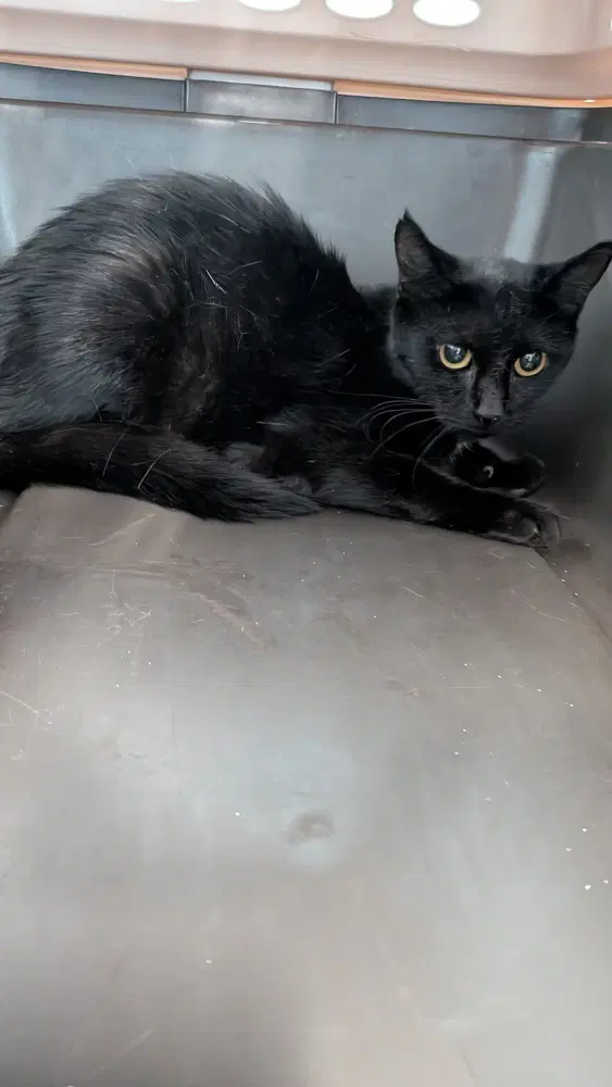 Pom - Domestic Short Hair