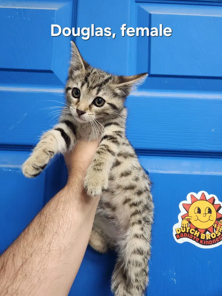Douglas - Domestic Short Hair