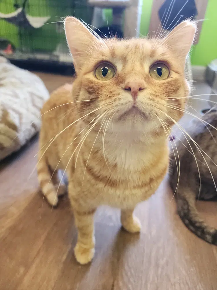 Tender Heart Bear - Domestic Short Hair