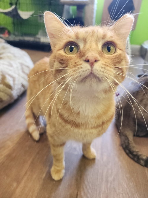 picture of the cat needing adoption