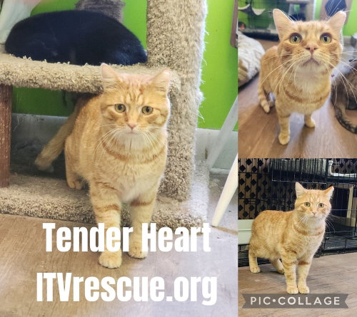 Photo 4 of Tender Heart Bear