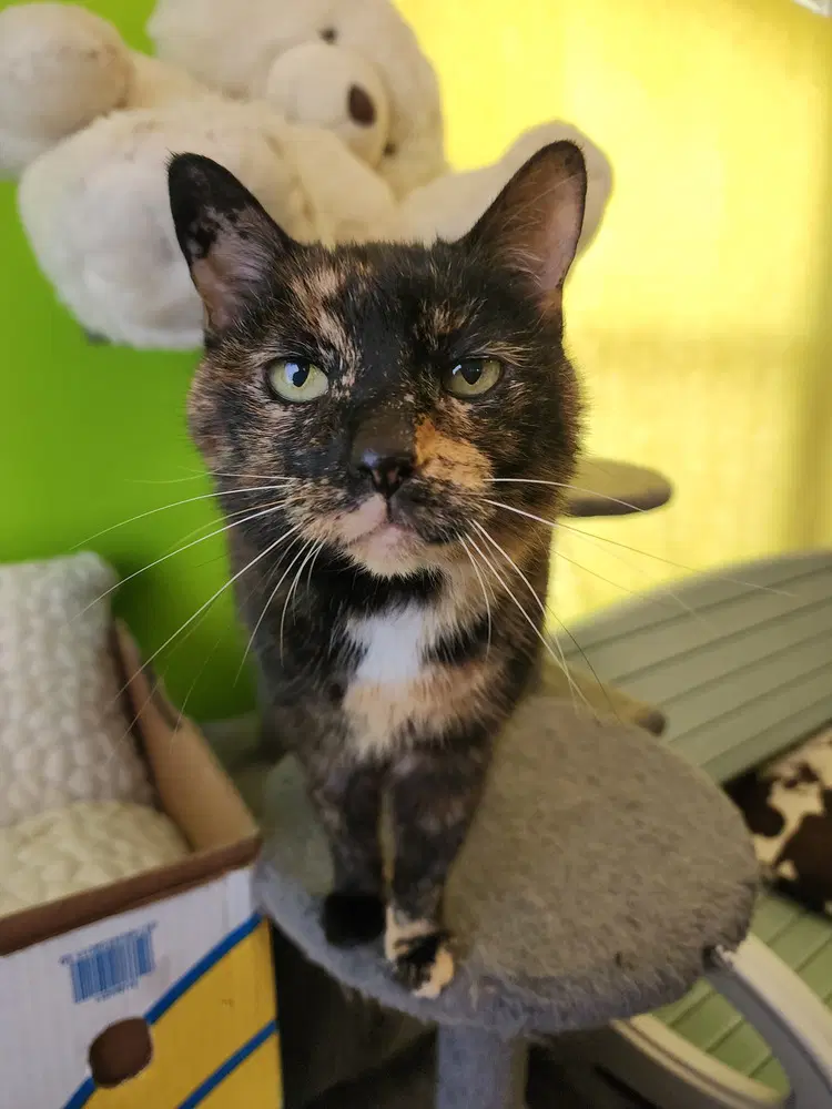 Riya - Domestic Short Hair