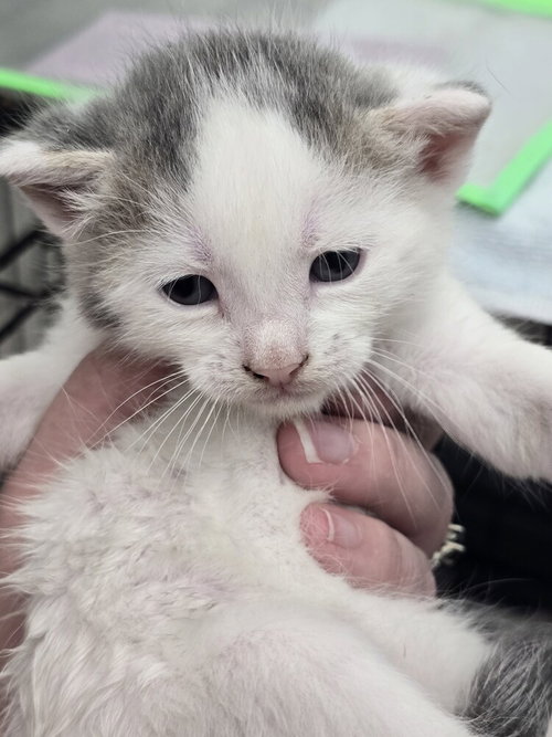 Carmen, a cat for adoption from It Takes A Village No-Kill Rescue