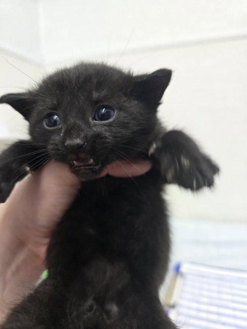 picture of the cat needing adoption