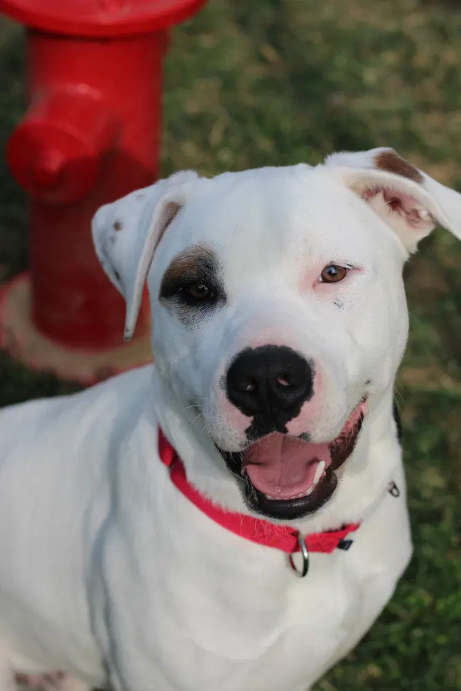 Murphy - American Pit Bull Terrier