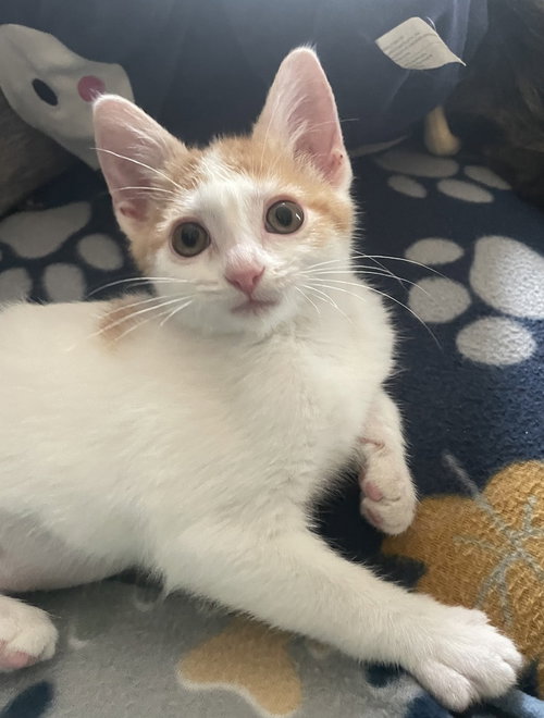 Frenzy, a cat for adoption from It Takes A Village No-Kill Rescue