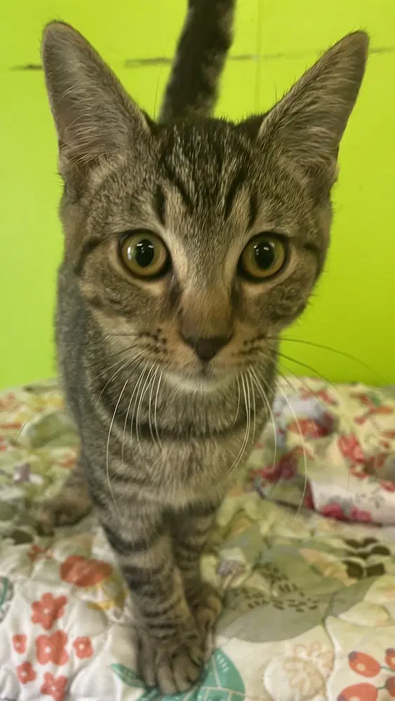 Airedale - Domestic Short Hair