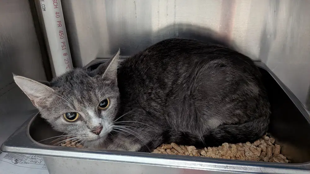 Helium - Domestic Short Hair