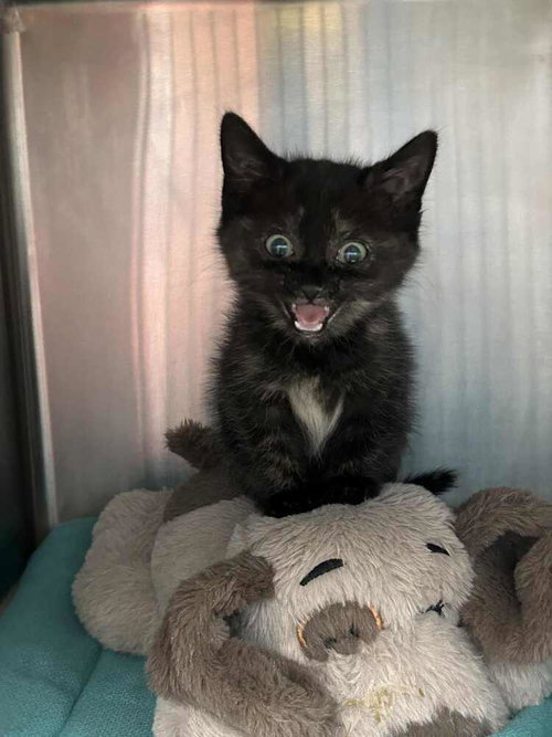 Kmart, a cat for adoption from It Takes A Village No-Kill Rescue
