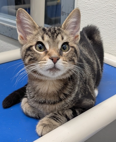 Reno, a cat for adoption from It Takes A Village No-Kill Rescue