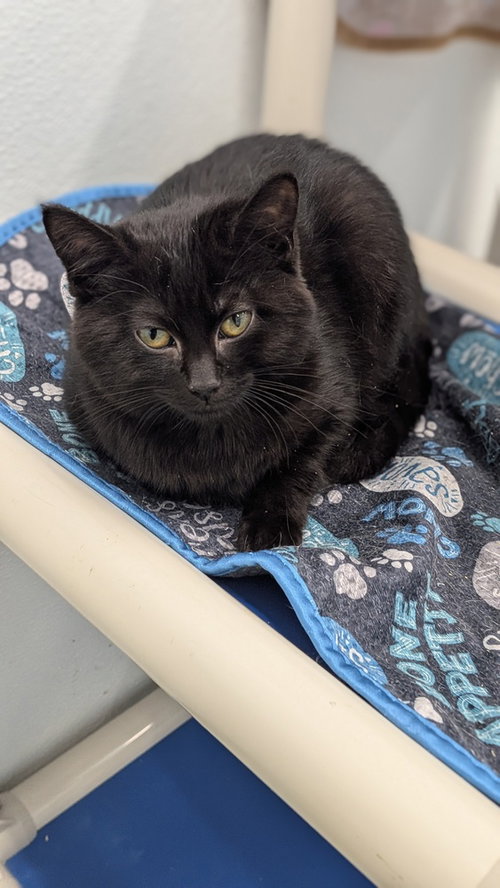 Belladonna, a cat for adoption from It Takes A Village No-Kill Rescue